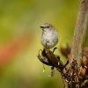 Strizlikovec novozelandsky - Gerygone igata - Grey warbler - riroriro 3219